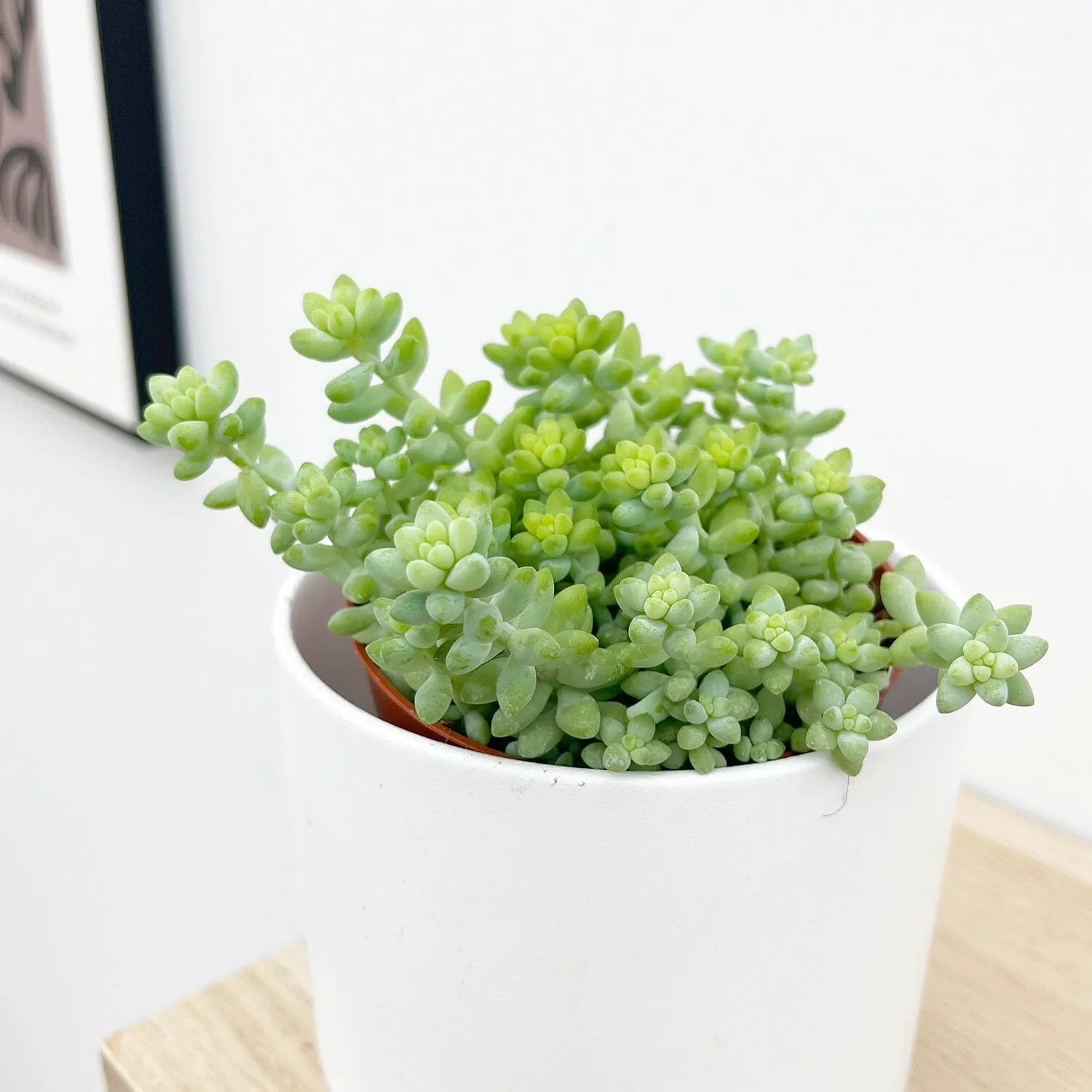 10 - 15cm Sedum Burrito House Plant 9cm Pot