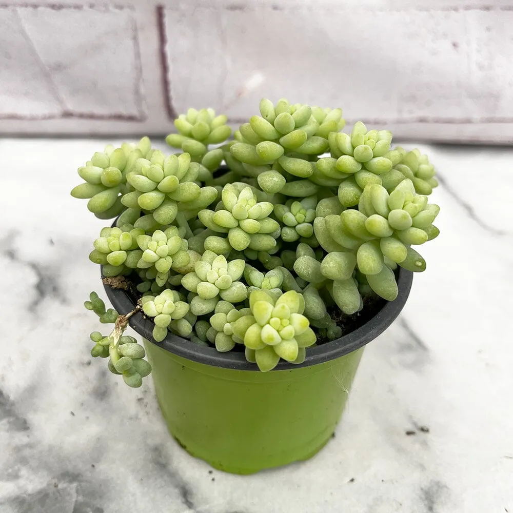 10 - 15cm Sedum Burrito House Plant 9cm Pot