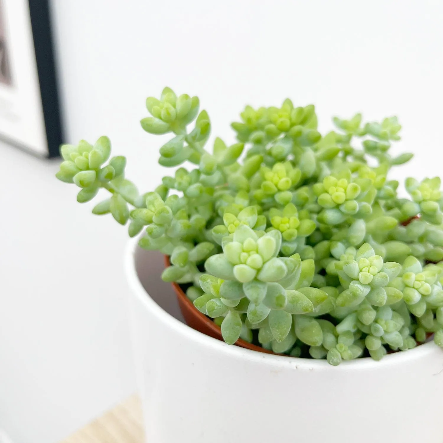 10 - 15cm Sedum Burrito House Plant 9cm Pot