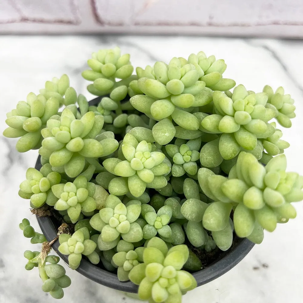 10 - 15cm Sedum Burrito House Plant 9cm Pot