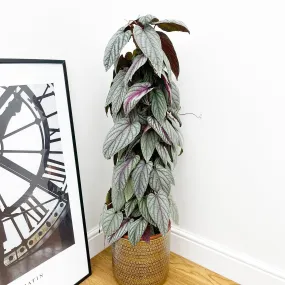 100 - 110cm Cissus Floramagic Violet 24cm Pot House Plant