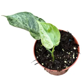 15 - 20cm Philodendron Hederaceum Oxycardium Variegata House Plant 10,5 cm Pot