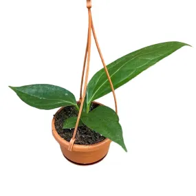 15 cm  Anthurium Big Bill House Plant 10,5 cm Pot