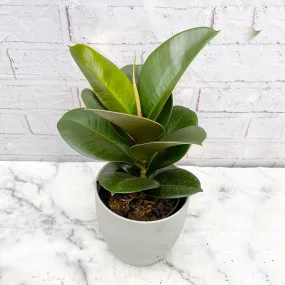 30 - 45cm Ficus Chloe Rubber Plant 12cm Pot House Plant