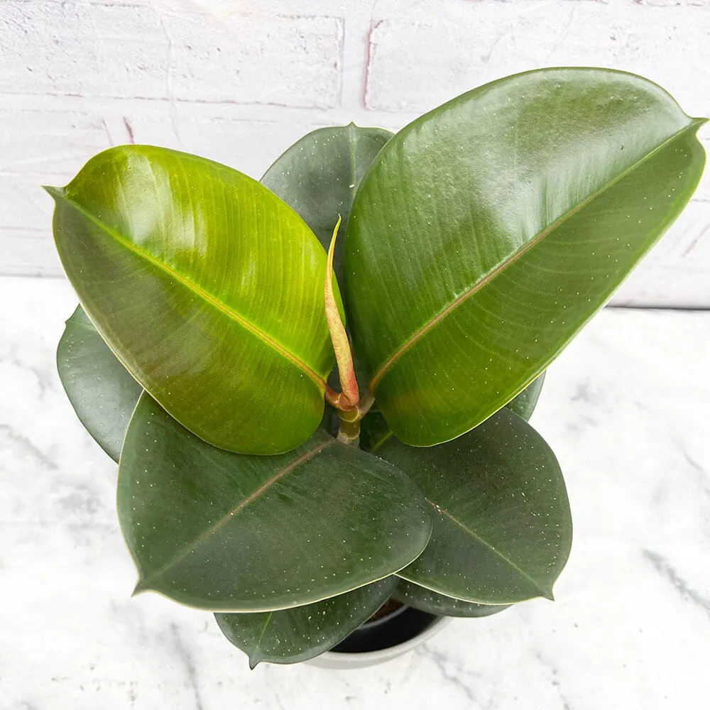 30 - 45cm Ficus Chloe Rubber Plant 12cm Pot House Plant